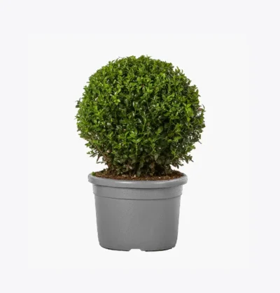 product-image-4_optimized Fringilla Urna